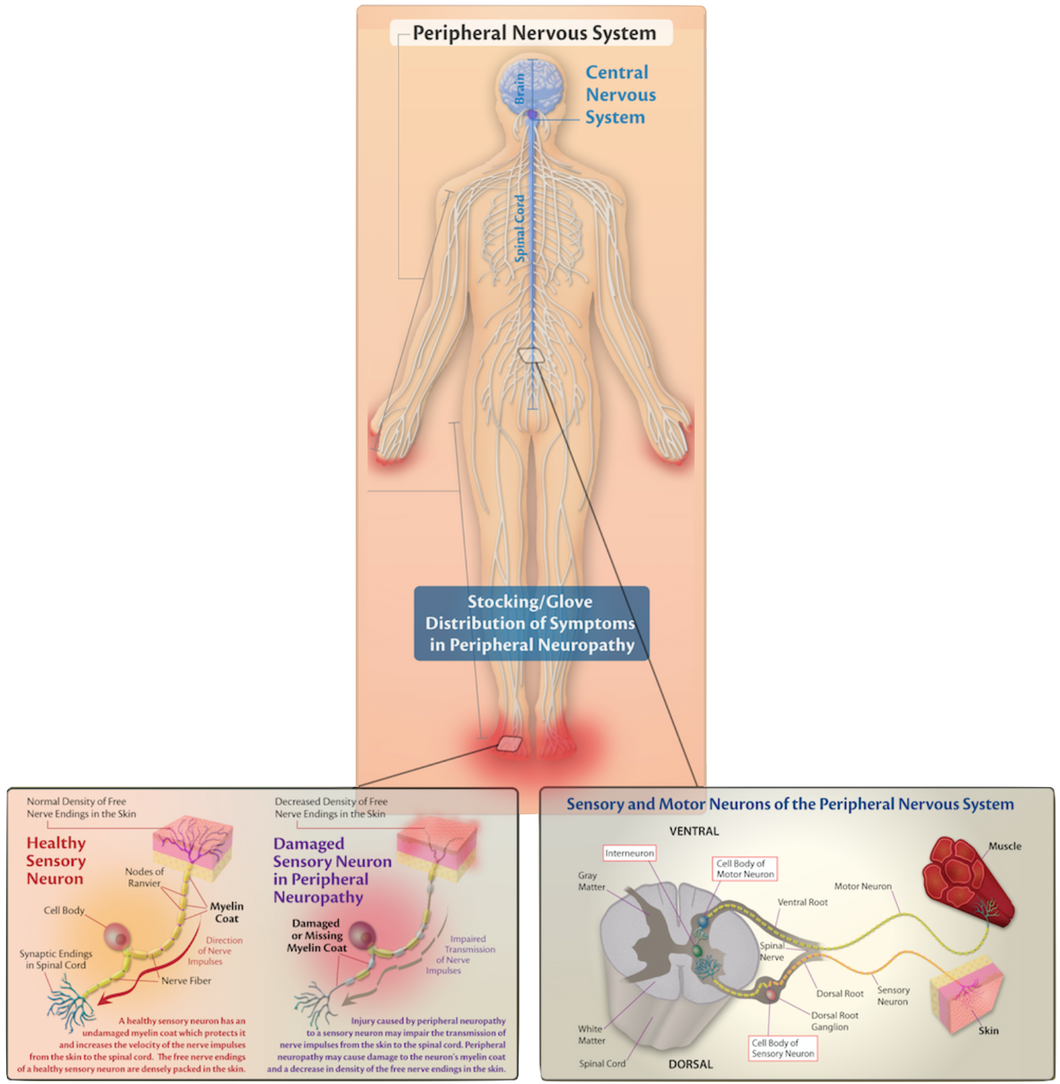 Diagram of Peripheral Nervous System